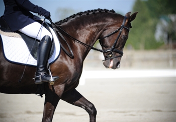 Surrey Equestrian competitor rises to top of dressage competition 